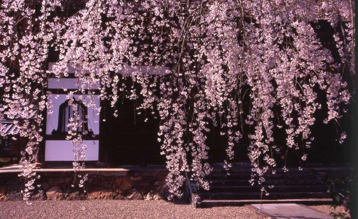 安国寺しだれ桜