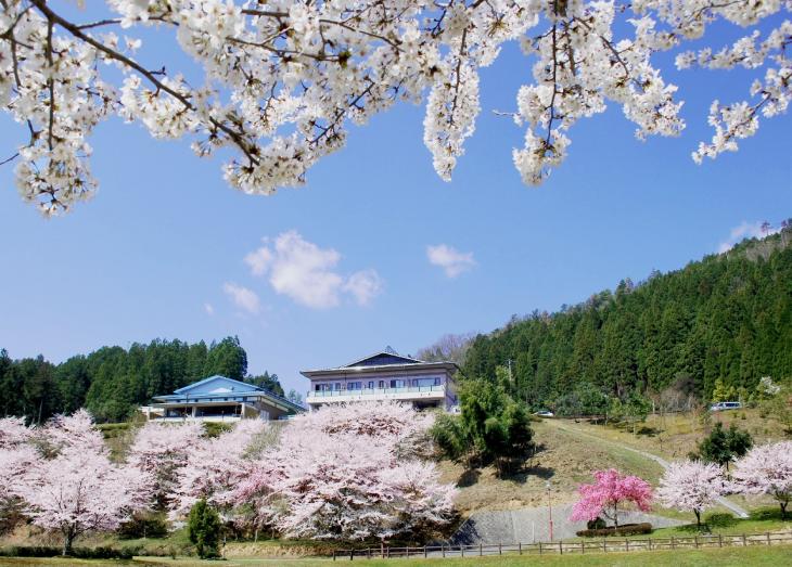 さくらめぐりあやべ温泉