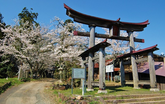 さくらめぐり八幡宮