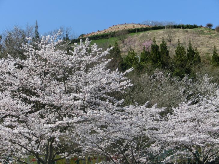 さくらめぐり私市円山古墳公園