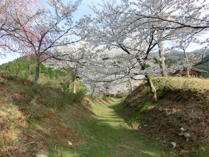 さくらめぐり坂尾呂の里