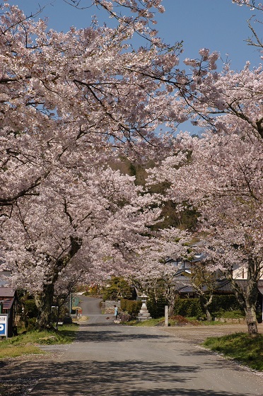 さくらめぐり里宮高倉神社