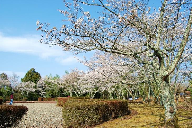 さくらめぐり紫水ヶ丘公園