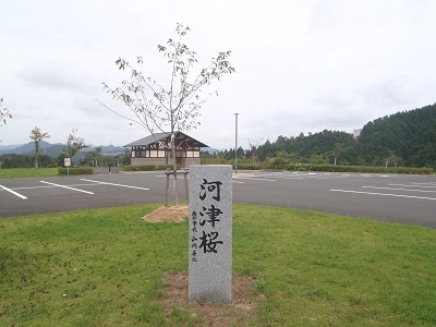 河津桜の写真