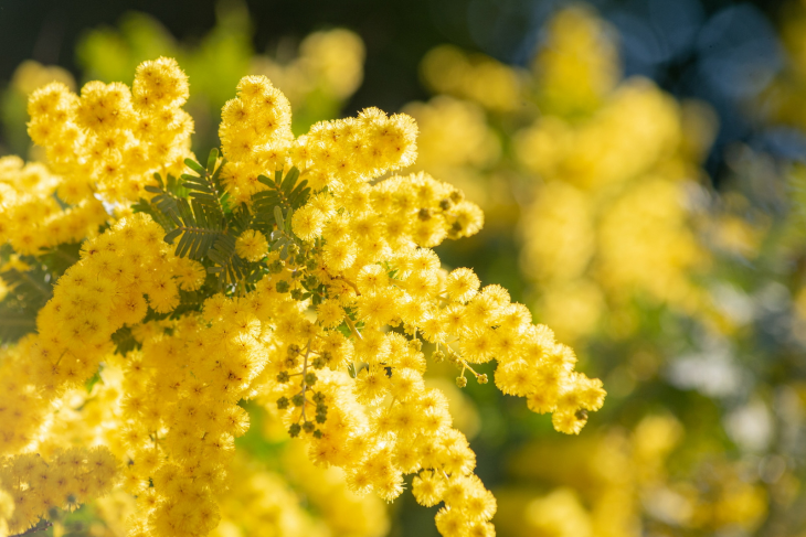 黄色いミモザの花