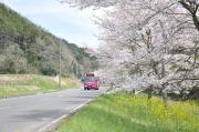 桜並木とあやバス