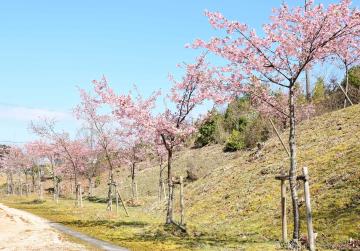 紫水ヶ丘公園に植樹された河津桜の主阿新