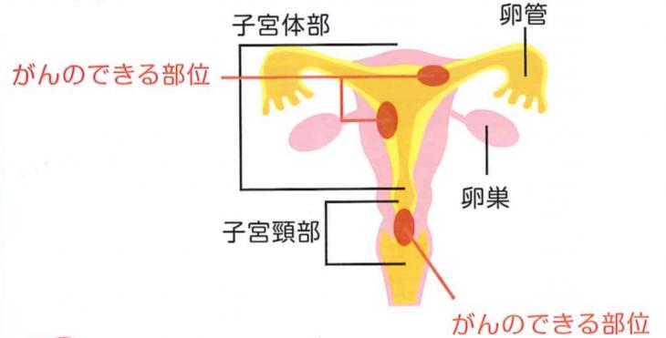 子宮について