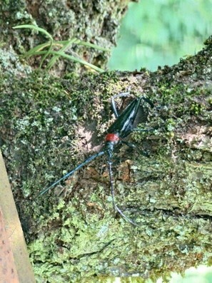 今回確認されたクビアカツヤカミキリ